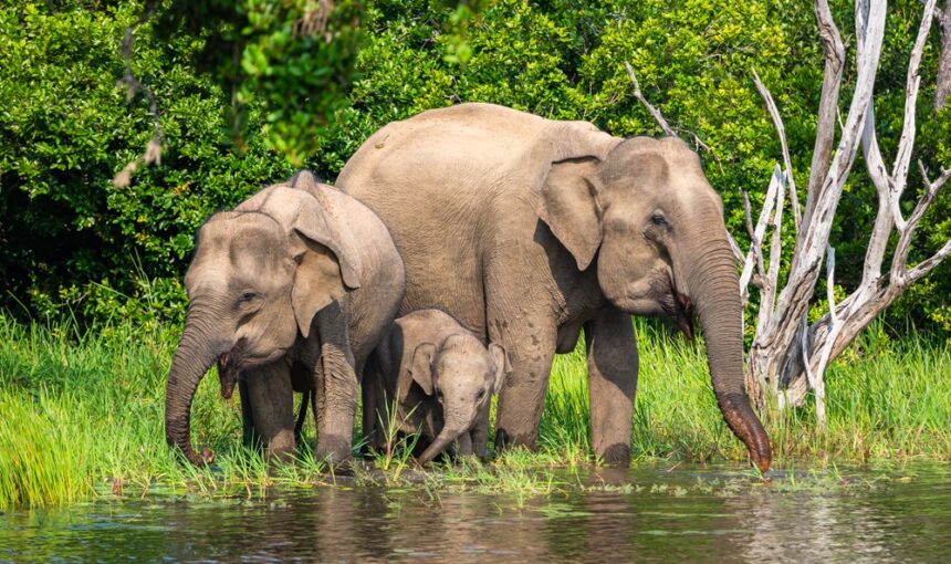 Yala National Park Tourism